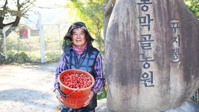 동막골꾸지뽕